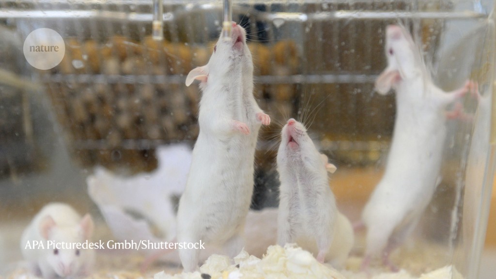 Frankenstein' Chinese scientists force male rats to give BIRTH while  conjoined with female rodents in lab experiments