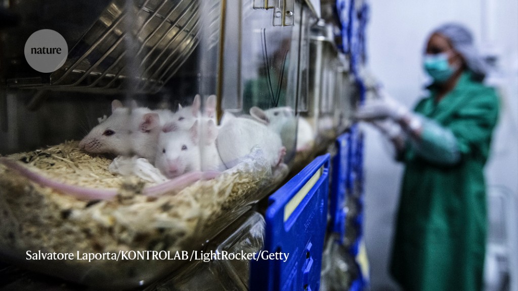 Laboratory Rats Gaining in Biomedical Research