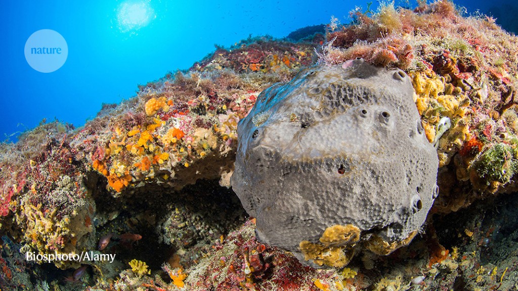 Did all animal life on Earth begin with a sea sponge? 