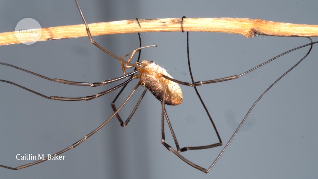 DADDY LONGLEGS  Significado, definição em Dicionário Cambridge inglês