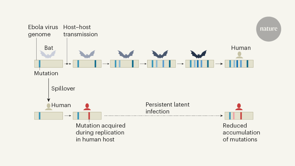 Ebola virus can be lowered and reactivated after a few years in human survivors