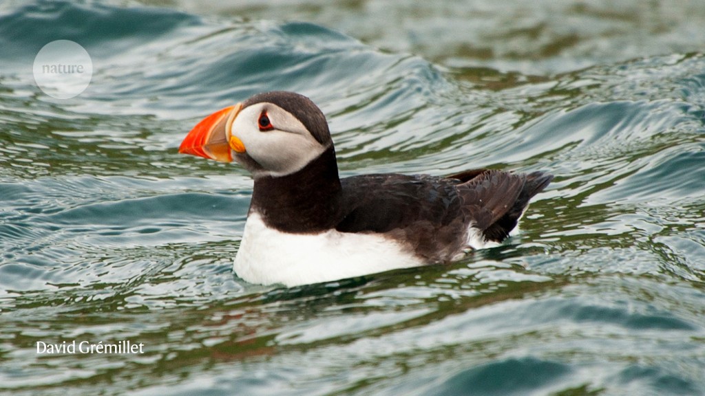 Puffins and friends suffer in washing-machine waves - Nature.com