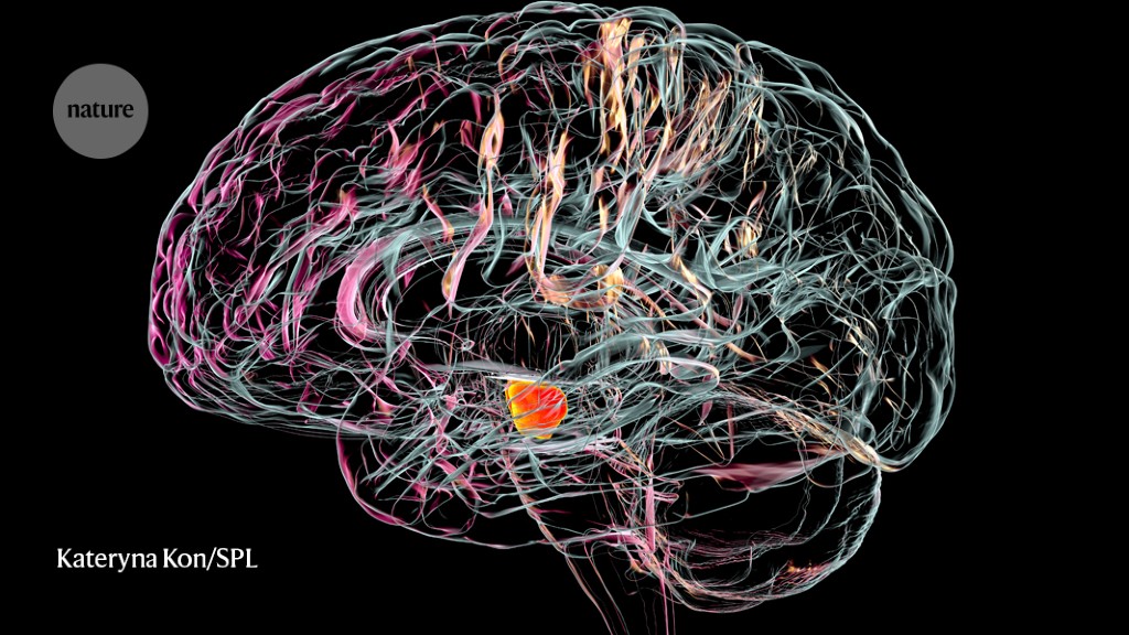 all-in-the-mind-what-the-placebo-effect-looks-like-in-the-brain