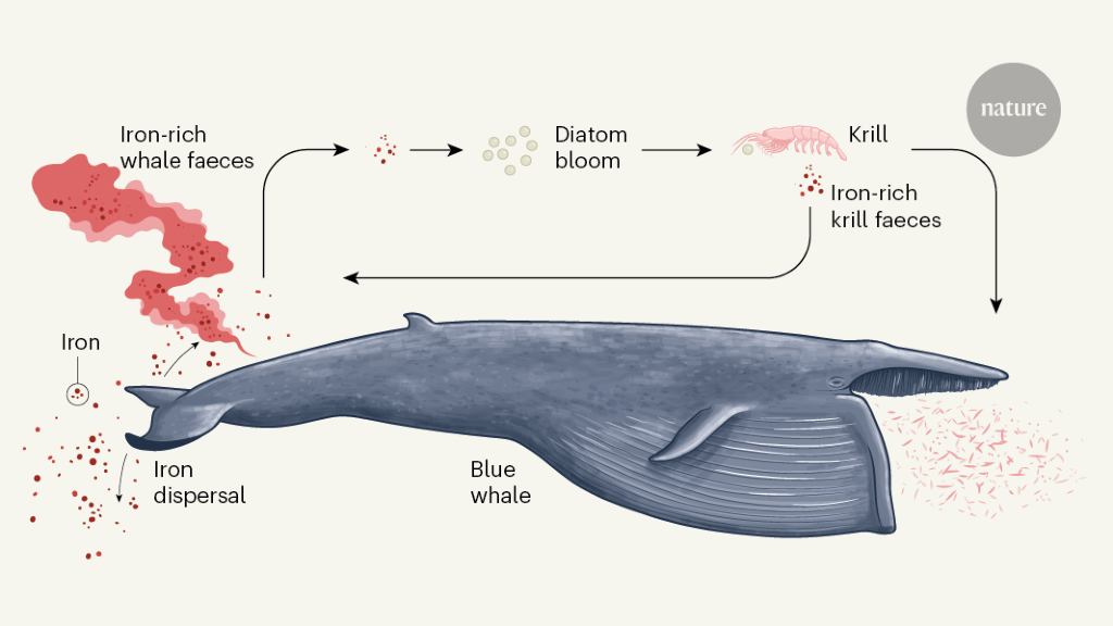 Seekor paus nafsu makan terungkap oleh analisis konsumsi mangsa