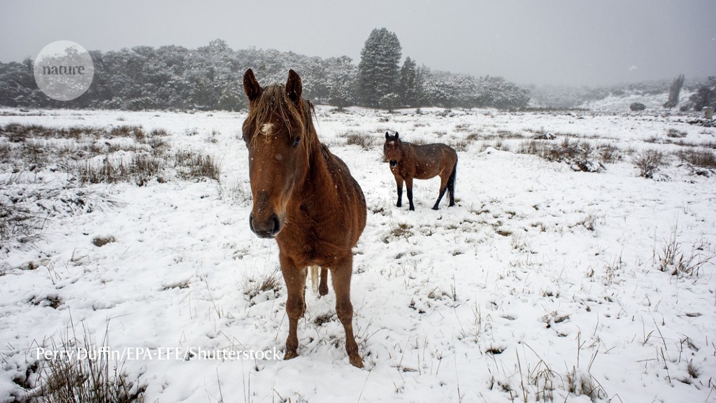 Para ilmuwan mengatakan rencana Australia untuk memusnahkan hingga 10.000 kuda liar tidak cukup