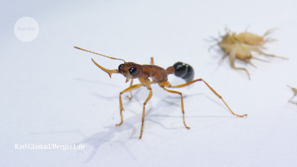 Semut pekerja melompat ke peringkat ratu setelah hanya satu gen yang diaktifkan