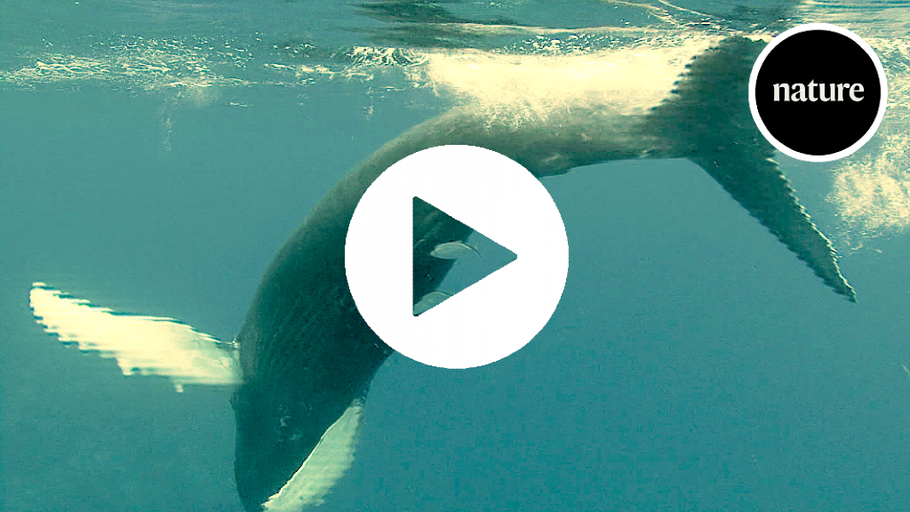 Whale-cam mengungkapkan seberapa banyak mereka benar-benar makan