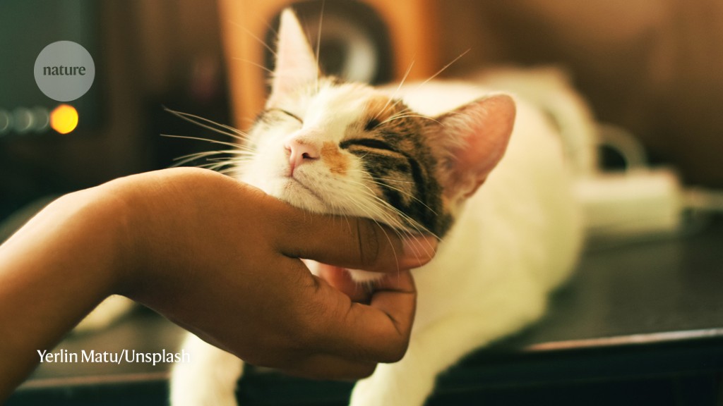 Seekor kucing dapat melacak manusianya dengan suara — jika ia dapat diganggu