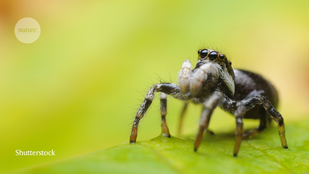 Pemintalan berkecepatan tinggi menghasilkan beberapa sutra laba-laba terberat yang pernah ditemukan