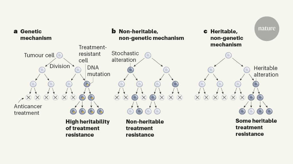 A Heritable Non genetic Road To Cancer Evolution