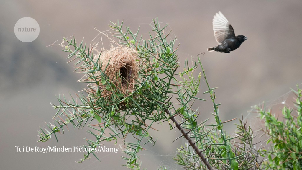 How the little finches that amazed Darwin battle a vampire fly