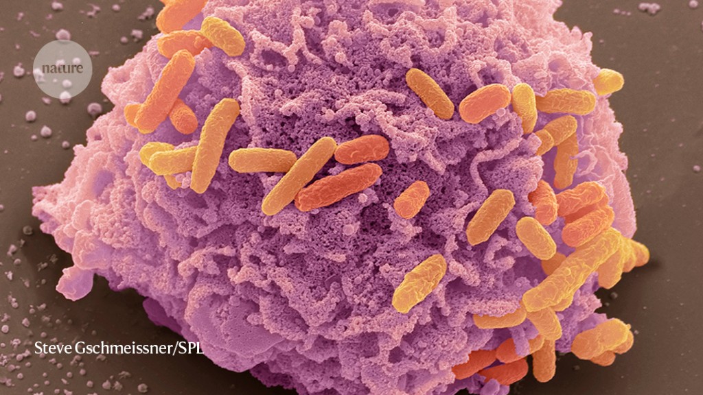 Extremely tough bacteria's resistance under the microscope