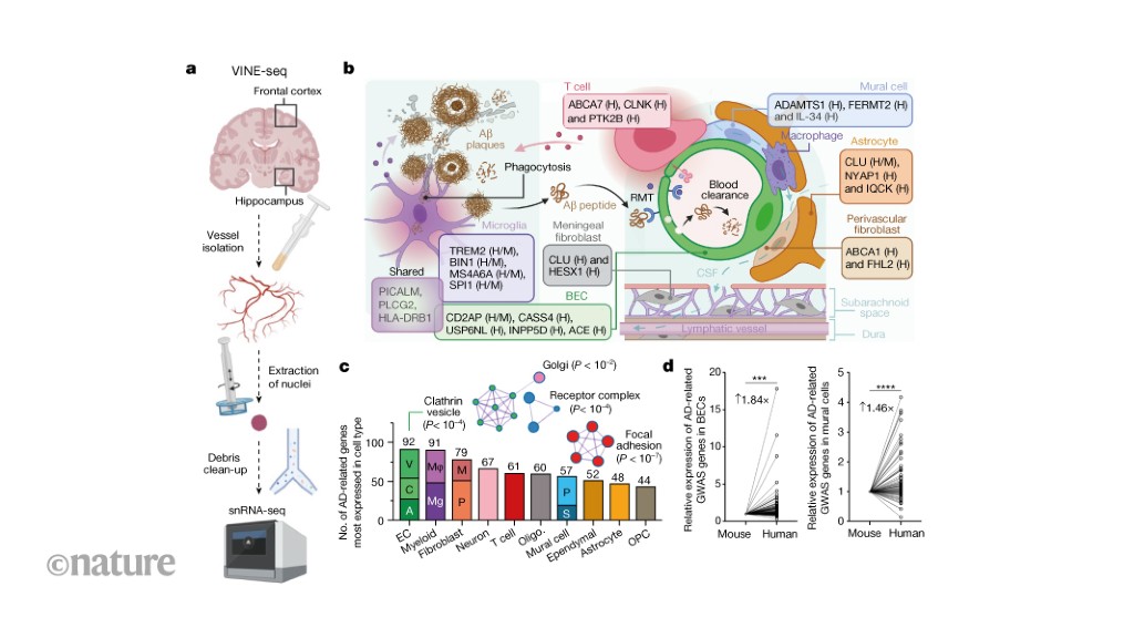 Molecular map of the human blood–brain barrier reveals links to Alzheimer’s disease