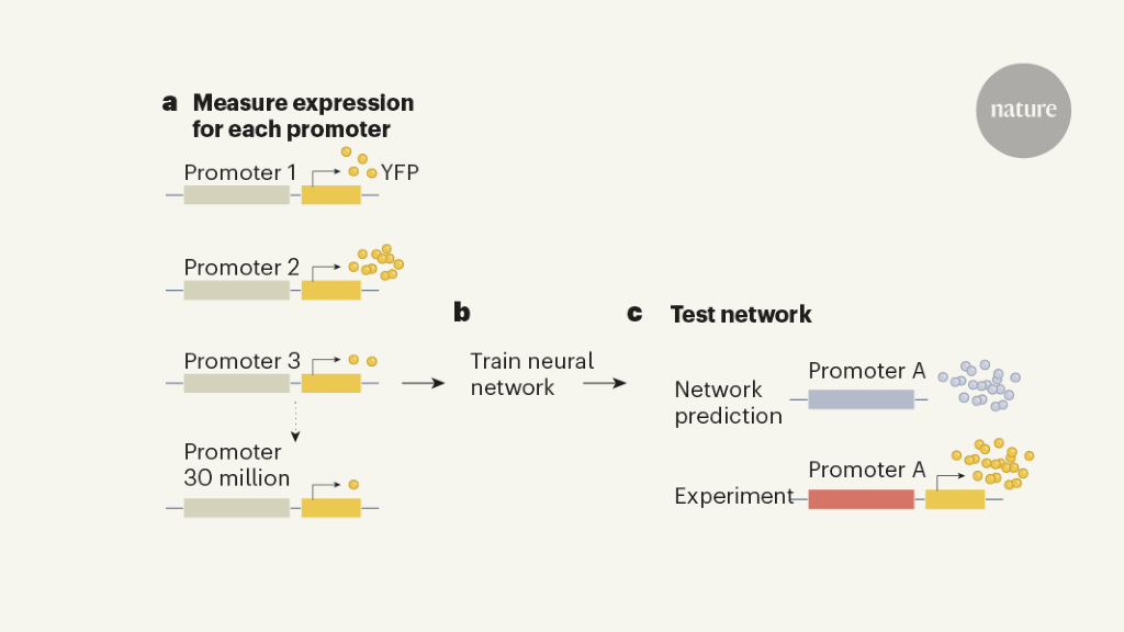 AI predicts the effectiveness and evolution of gene promoter sequences
