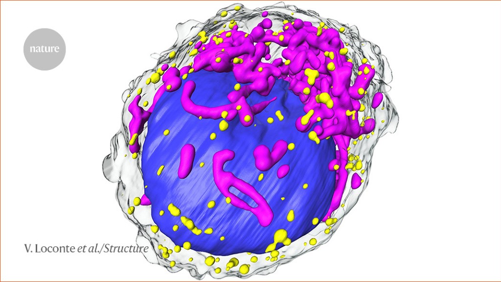 Soft X-rays capture the dance of the organelles