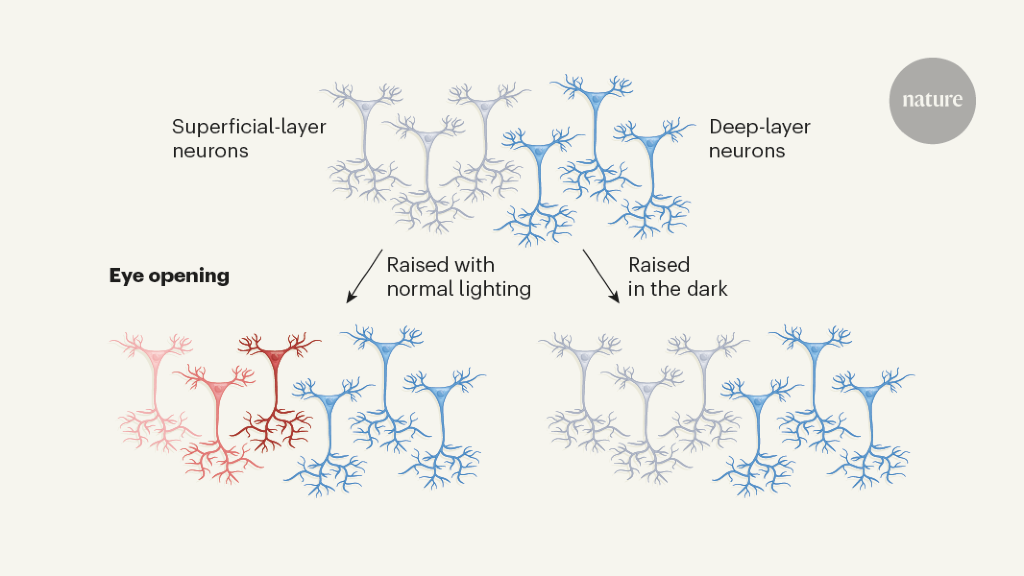 Light-dependent development is tailored in visual neurons