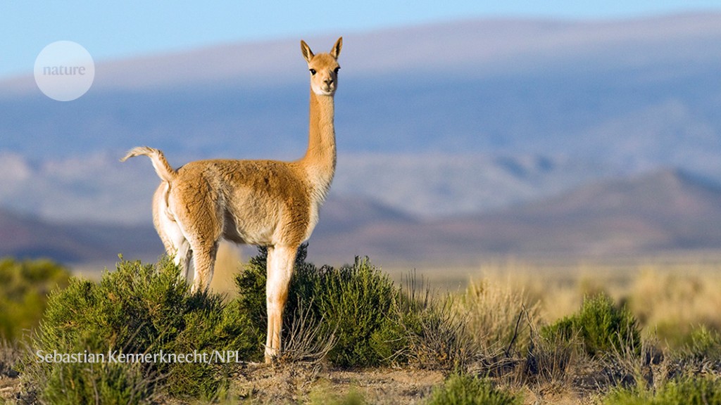 How itchy vicuñas remade a vast wilderness
