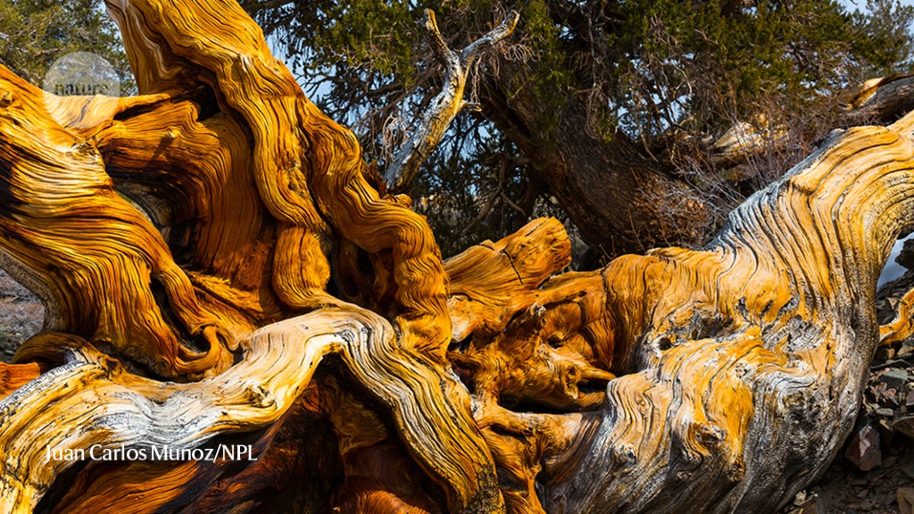 Where are Earth’s oldest trees? Far from prying eyes