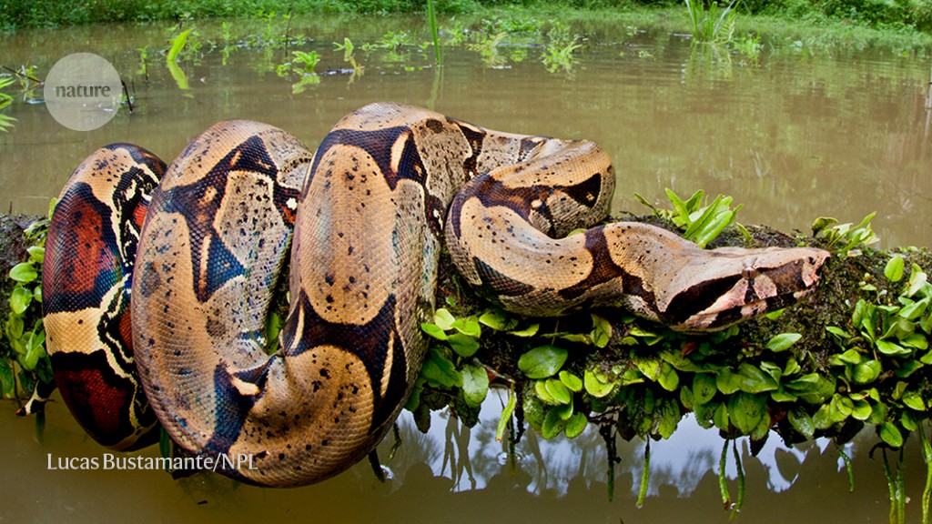 How boa constrictors squeeze and breathe at the same time