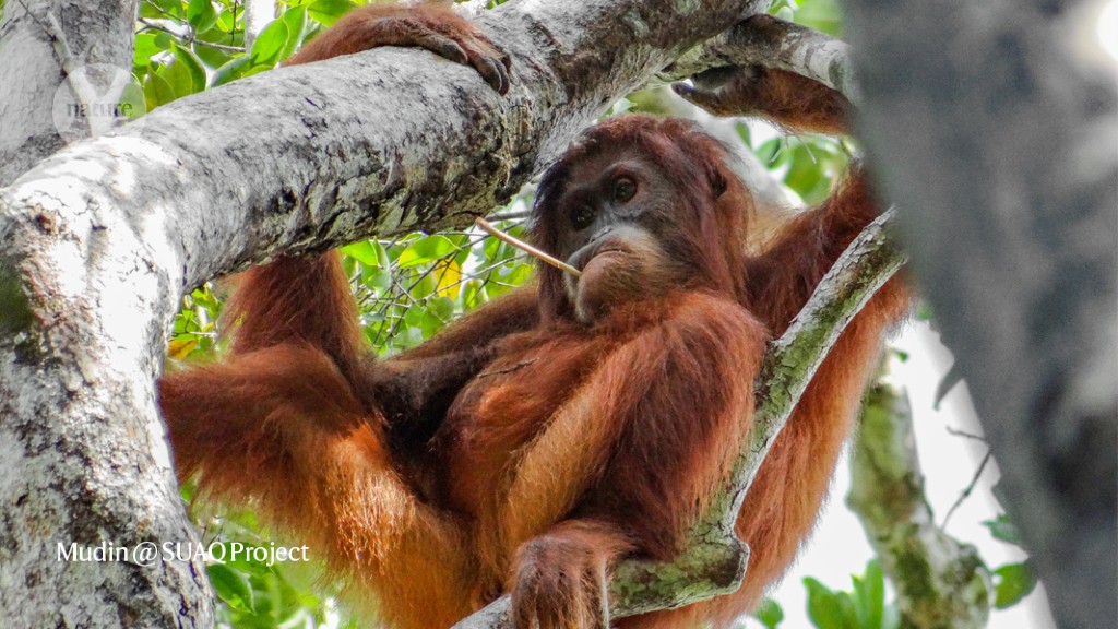 Insights from orangutans into the evolution of tool use