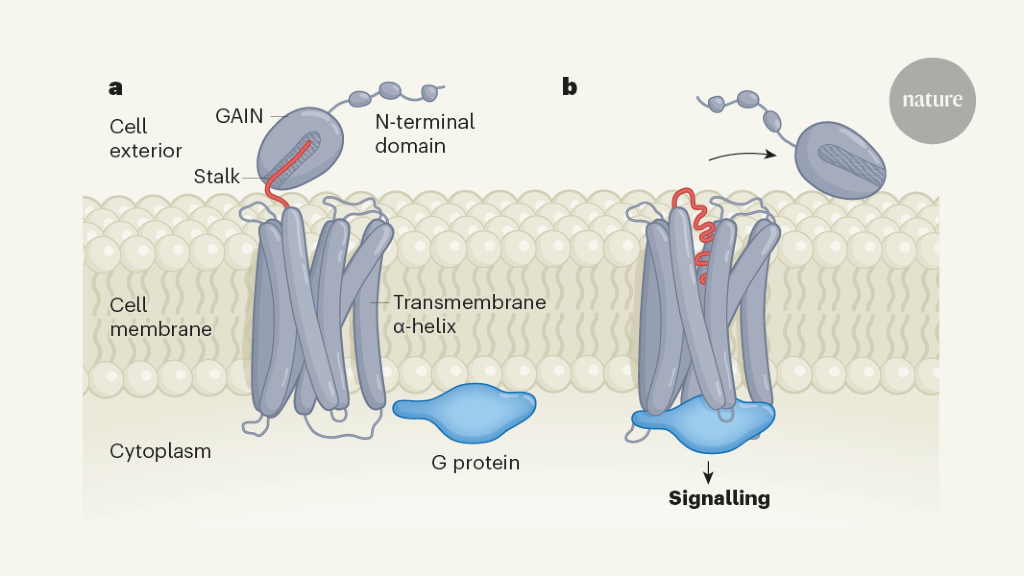 Self-activated adhesion receptor proteins visualized