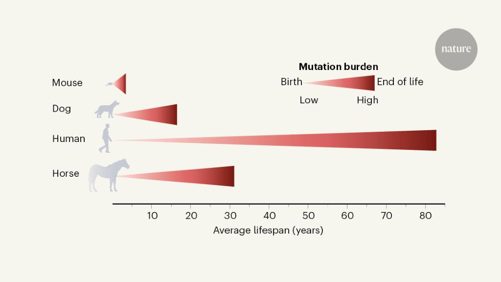 Mutational clocks tick differently across species