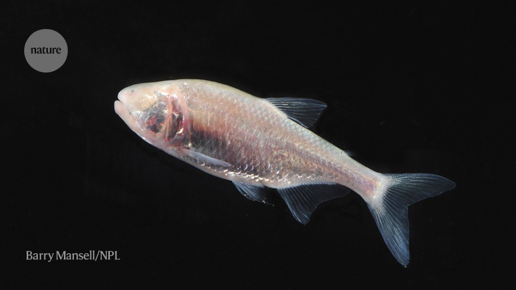 How a cave-dwelling fish stores fat through feast and famine