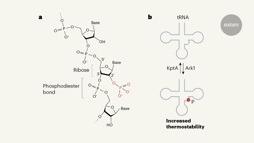 Phosphorylation found inside RNA