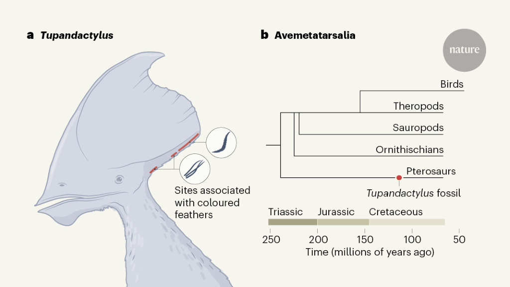 A colourful view of the origin of dinosaur feathers