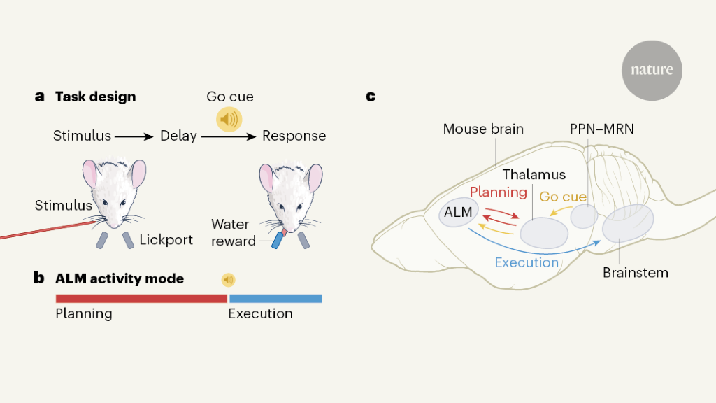 A switch in neuronal dynamics that helps to initiate movement