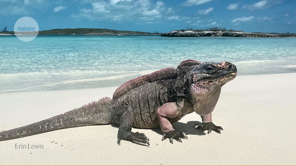 Tourists’ sweet treats threaten rare iguanas’ health