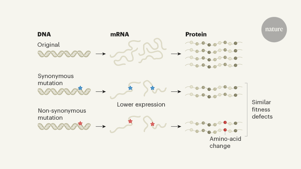 Mutations matter even if proteins stay the same