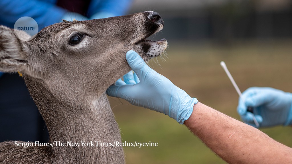 Creatures Inside a Deer's Mouth?