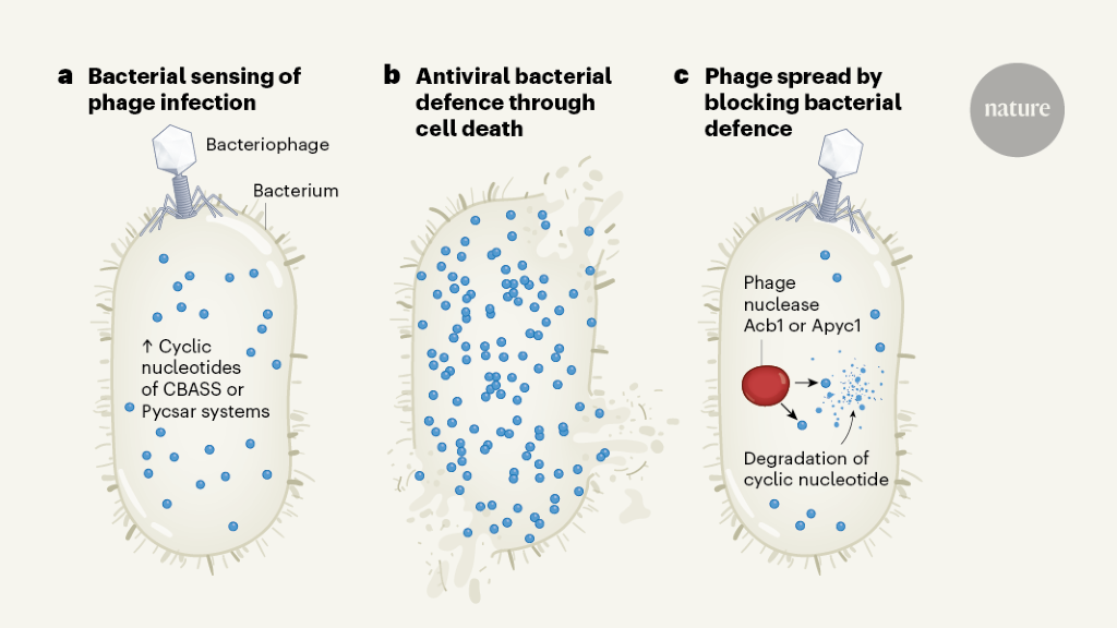 Killing the messenger to evade bacterial defences