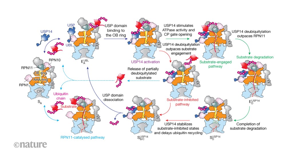 Control of human protein-degradation machinery revealed