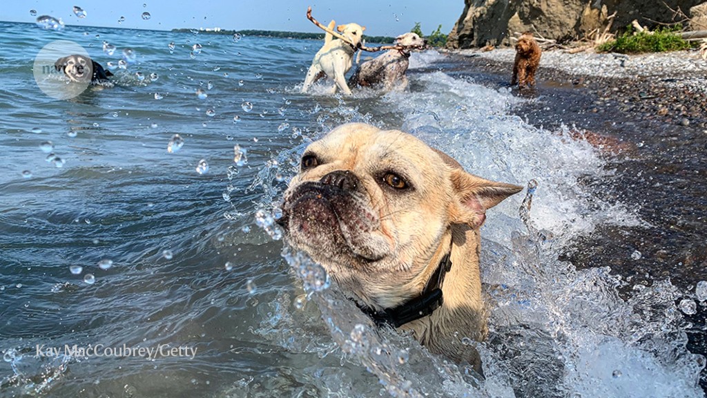 Massive study of pet dogs shows breed does not predict behaviour