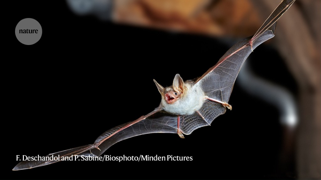 Eléctrico insondable Dar a luz Bats buzz like hornets to scare off owl predators