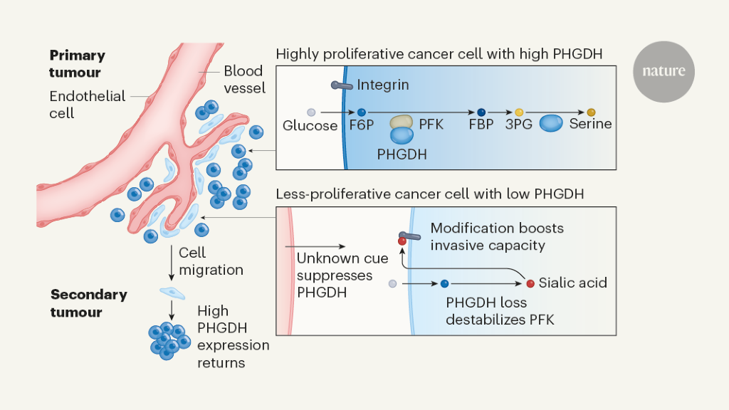 Metabolic diversity drives cancer cell invasion