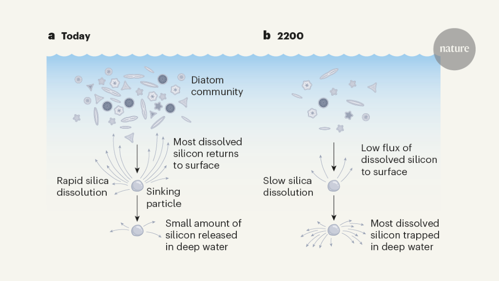 Sinking diatoms trap silicon in deep seawater of acidified oceans
