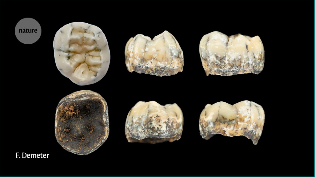 Ancient tooth suggests Denisovans ventured far beyond Siberia