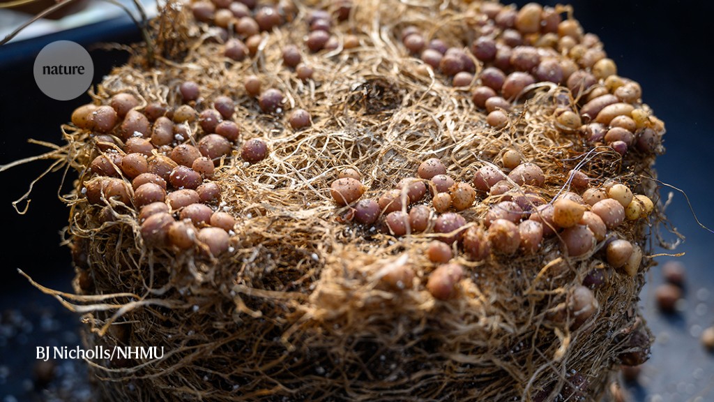 Potato genomes pave the way to crop improvement
