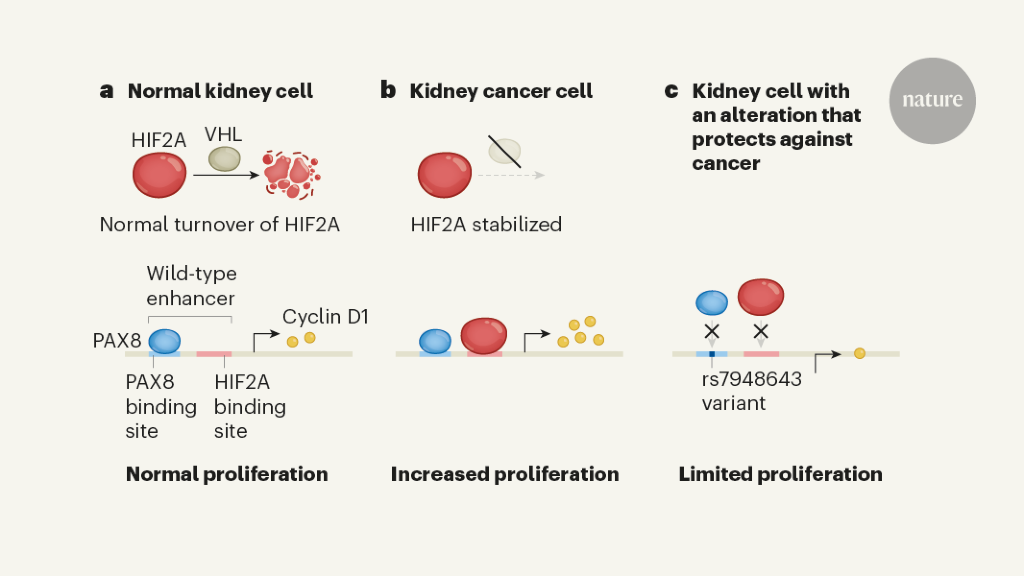 Mutation and tissue lineage lead to organ-specific cancer