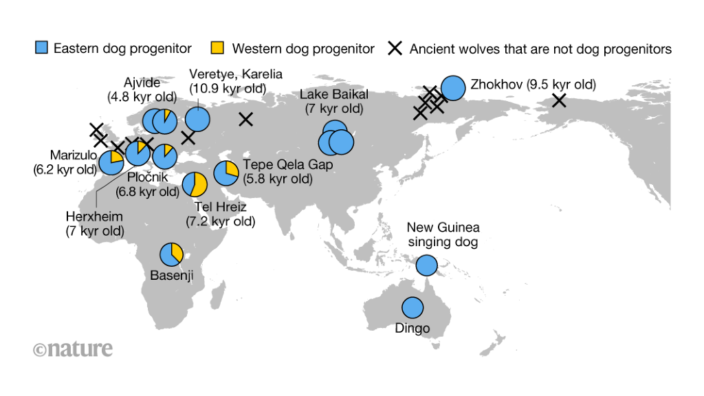 Ice Age wolf genomes home in on dog origins