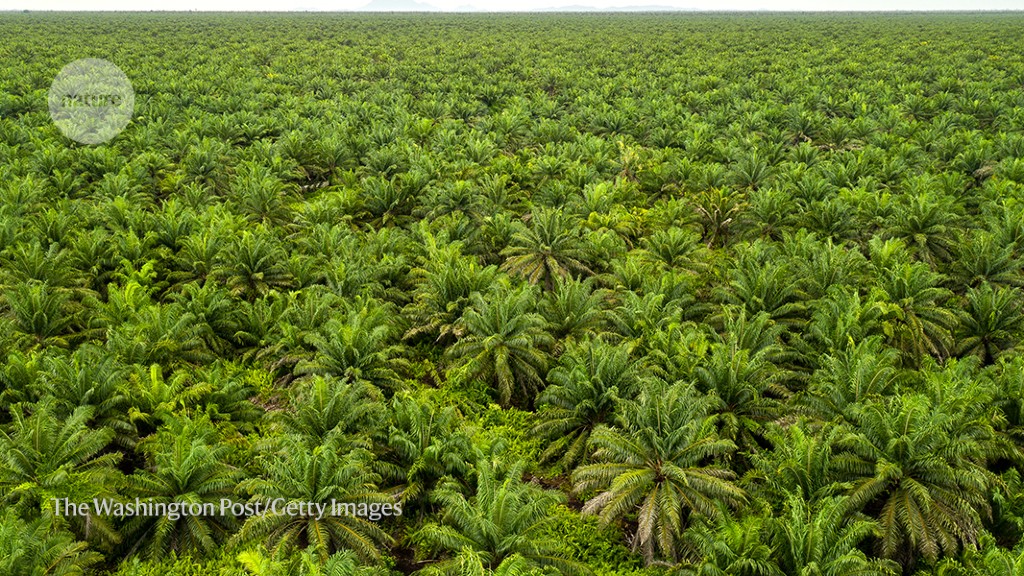 Vast tropical tree farms push into biodiversity hotspots