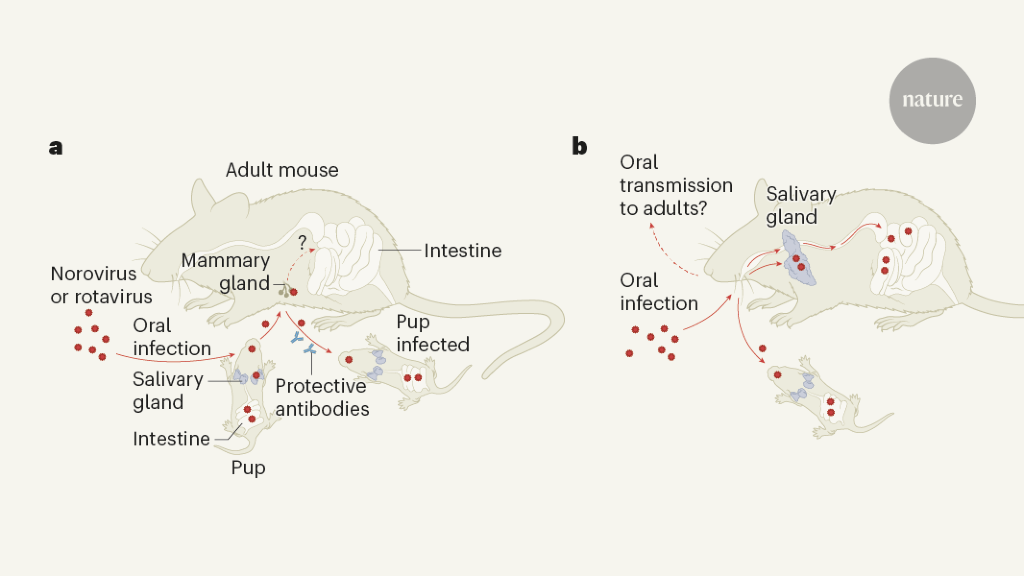 Norovirus from the mouths of babes