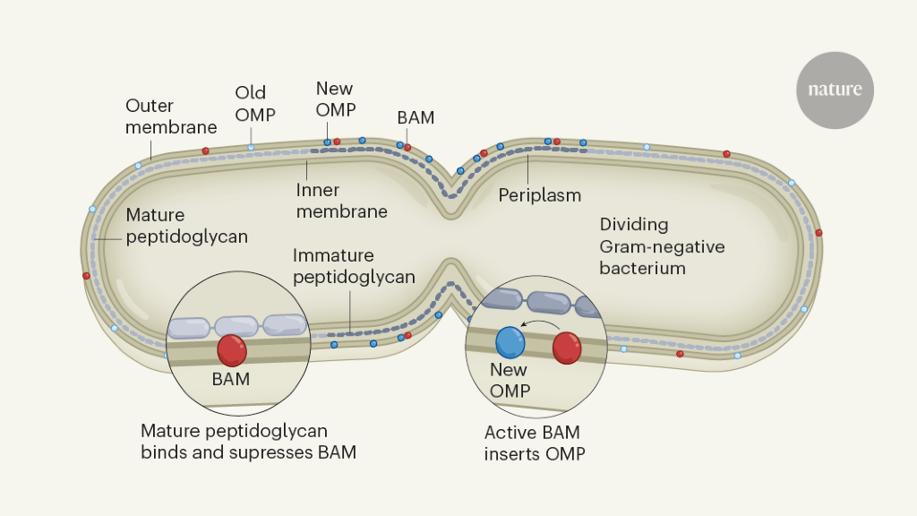 Bacterial envelope built to a peptidoglycan tune