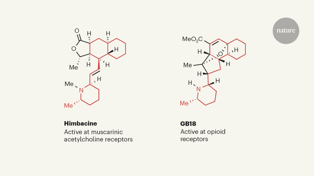 Synthesis reveals unexpected biological targets of a traditional medicine