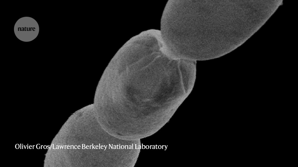 Largest bacterium ever found is surprisingly complex