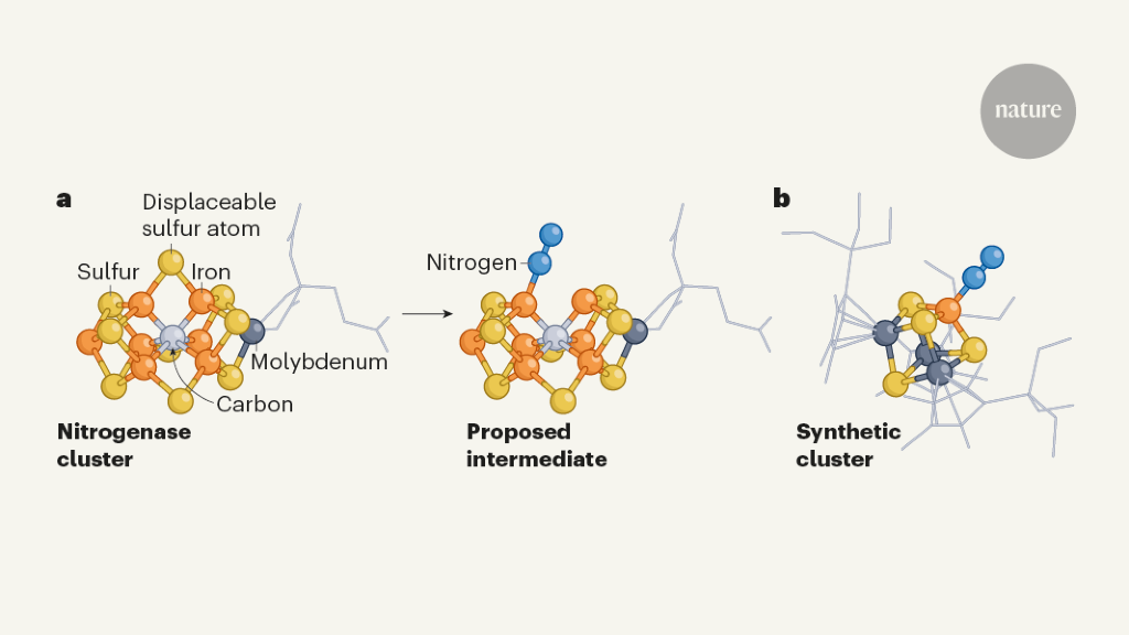 Synthetic molecular cluster hints at mechanism of nitrogen fixation