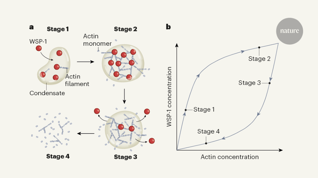 A biochemical timer phases condensates in and out in cells